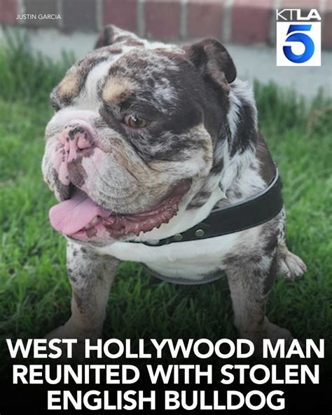 West Hollywood man reunited with stolen English bulldog 